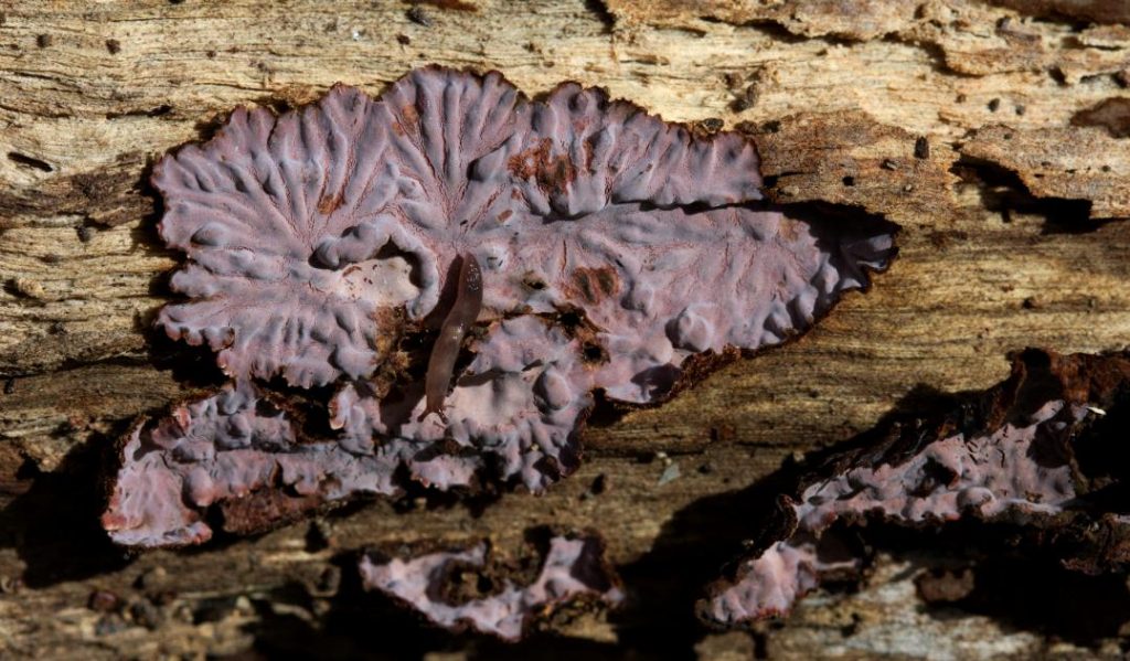 1. Purple Skin Fungus (Lopharia crassa) by Marilyn Honeybun .jpg