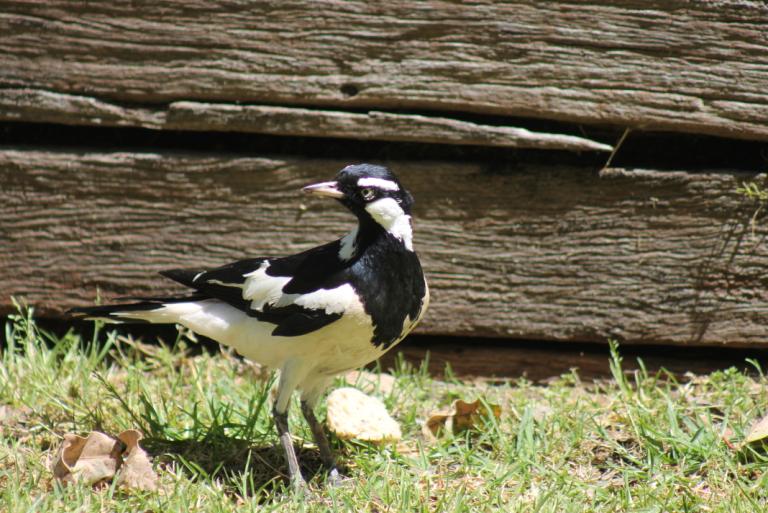 2. Magpie lark MUNDARING Photo Rachel Green.JPG