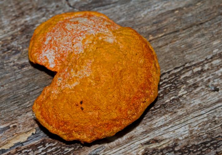 2. Scarlet bracket fungus (Pycnoporus coccineus) by Marilyn Honeybun.jpg