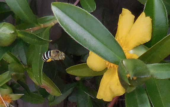 5. Blue banded bee (Amegilla cingulata) by John Abbott .png
