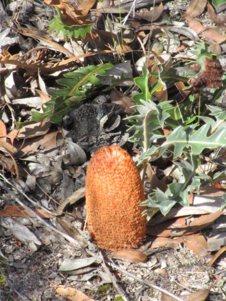 Banksia repens Twin Creeks 2017 by Rachel Green.jpg