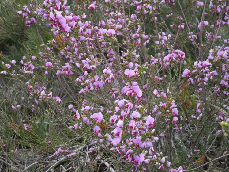 Gompholobium villosum Twin Creeks 2017 by Mike Green.JPG