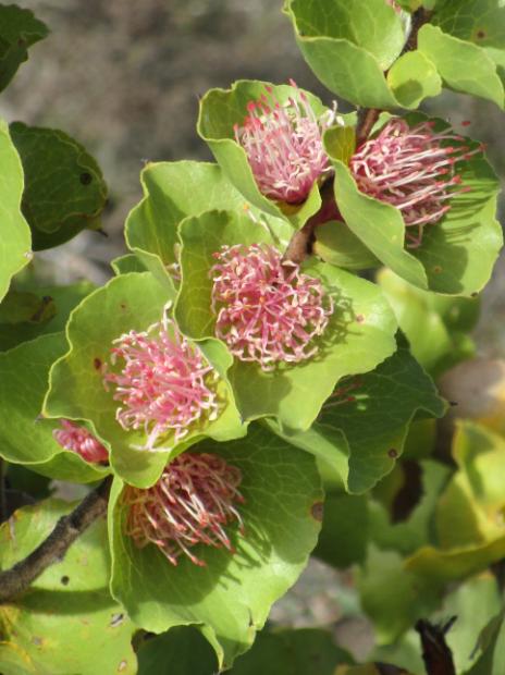 Hakea cucullata Twin Creeks 2017 by Rachel Green.jpg