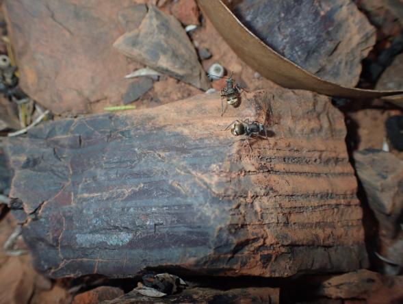 J:\BACKUP\170919 t 25 Helena and Aurora LRX\animals\170923 P9231878.JPG