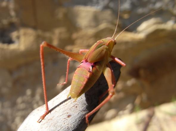 Jenny Cunningham katydid 1.jpg