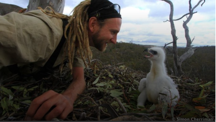 Simon with one of the eaglets in its nest. Photo by Simon Cherriman..png