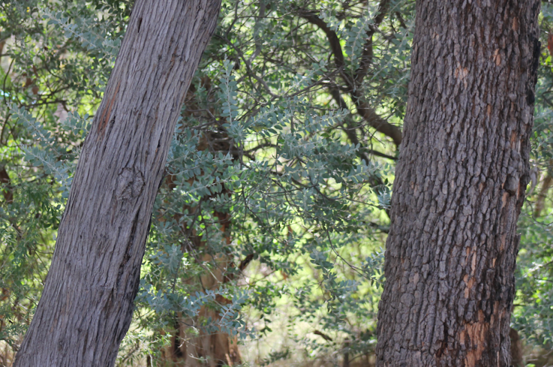 April Reports Western Australian Naturalists Club