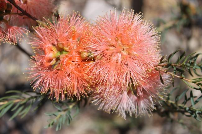 Melaleuca fulgens by Rachel Green.JPG