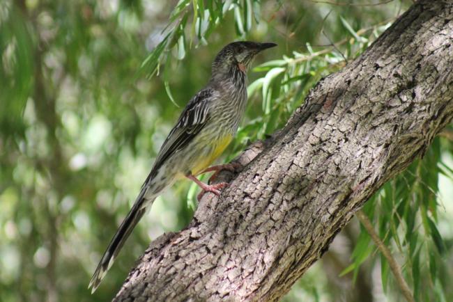 Red Wattle bird by Rachel Green.JPG
