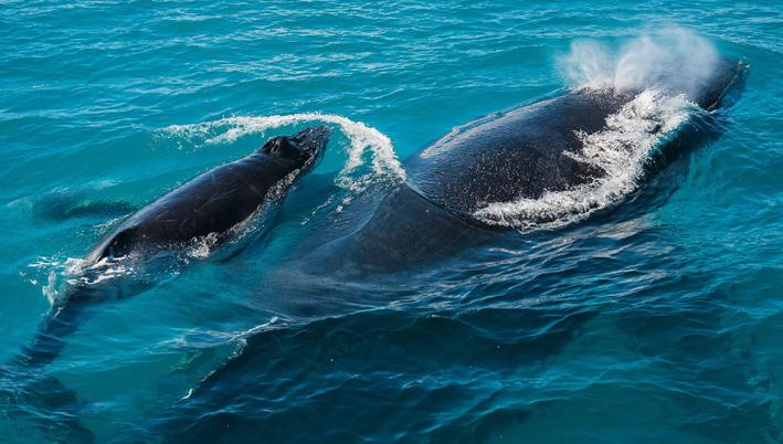 Sea Dog Giants_1.jpg