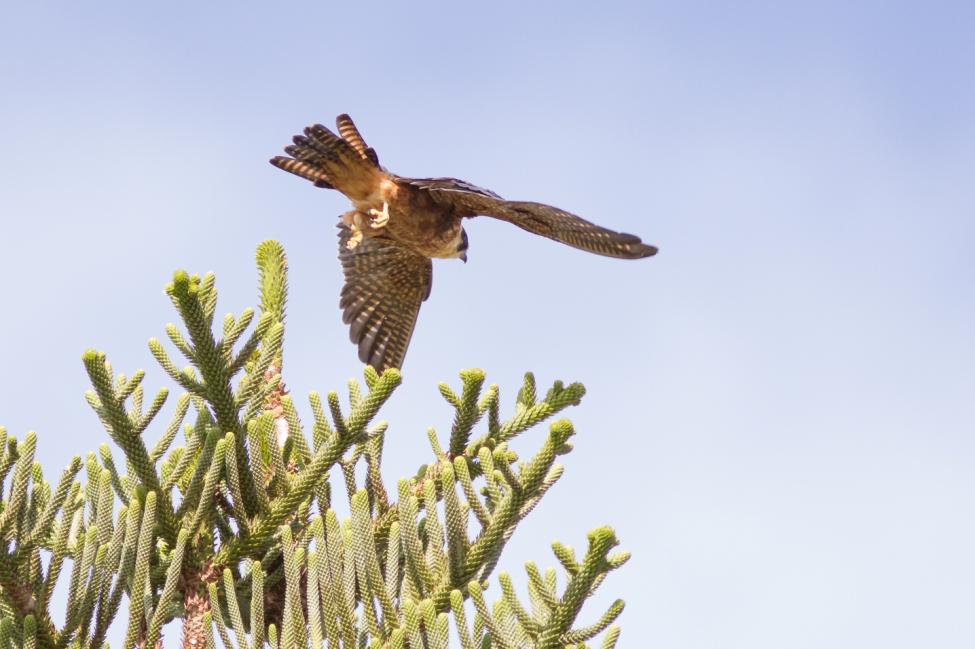 Australian Hobby IMG_8002 28Jan2016.jpg