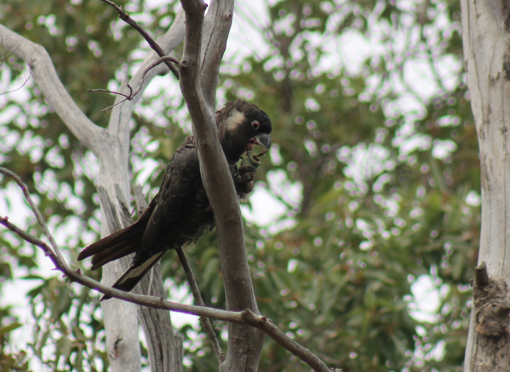 Baudin's black cockatoo (Calyptorhynchus baudinii) eating, note long bill by Rachel Green kelmscott April 2018 .png