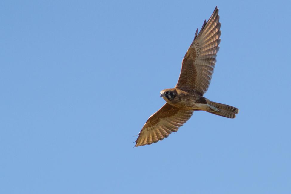 Brown Falcon IMG_9309 03Mar2018.jpg