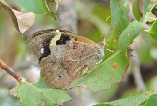 Common Brown Butterfly (Heteronympha merope) by Tony Start.png