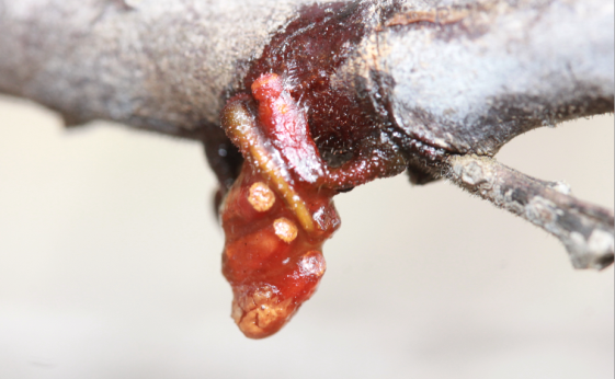 Multiple mistletoe seeds hanging from a branch by Rachel Green.png