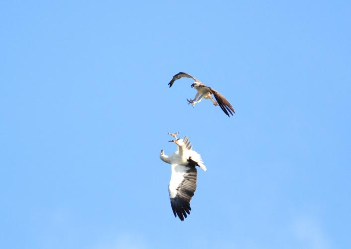 White-bellied Sea-Eagle (2).jpg