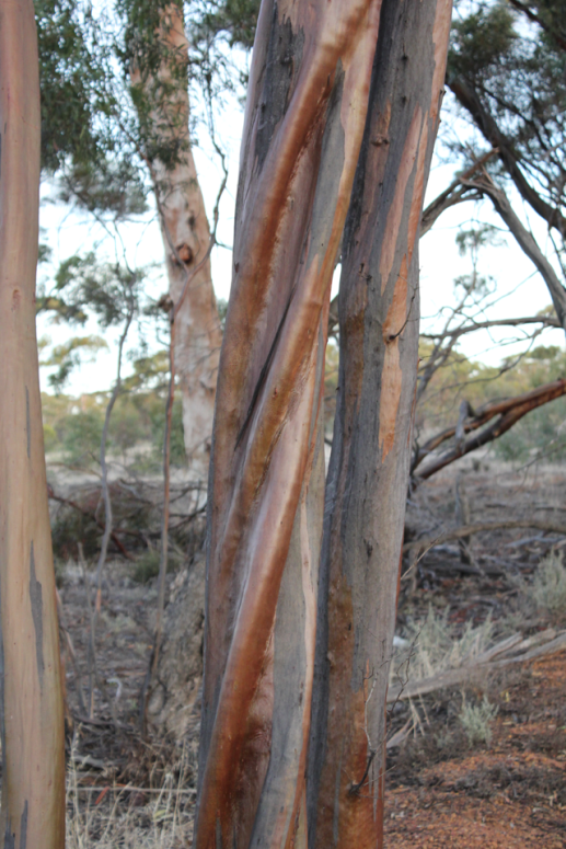 Gimlet fluted trunk (Eucalyptus salubris) by Ross McDougall.png