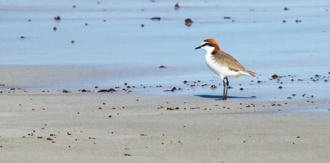 Red Capped Plover.jpg