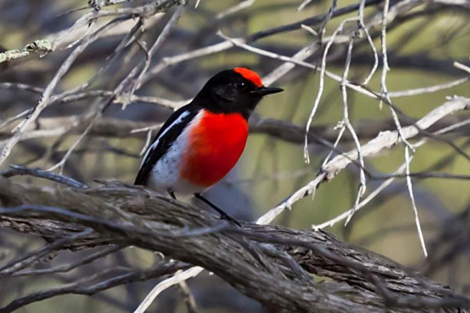 Red capped robin from Paperbark Swamp Kulin by Alex Graham.jpg