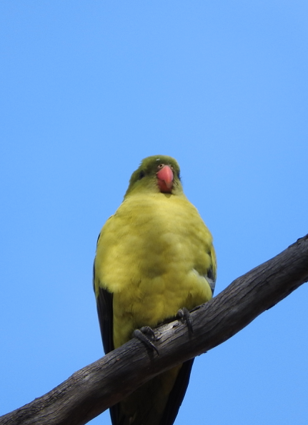 Regents Parrot by Vanessa Jokovich.png
