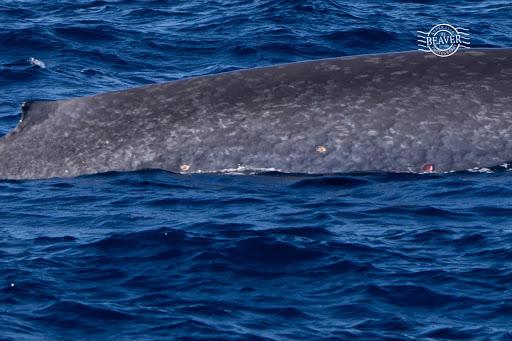 whale with cookie cutter shark wounds.jpg