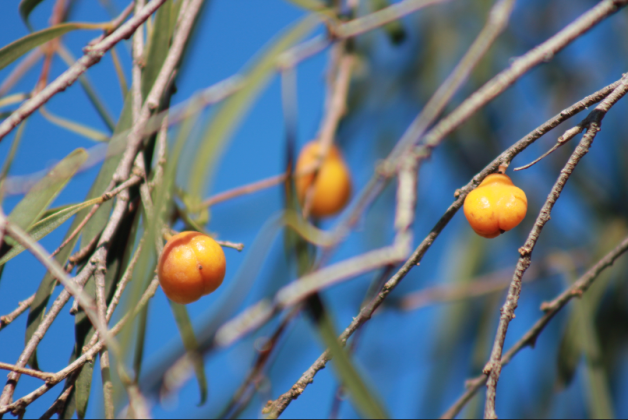 Wild apricot tree Pittosporum phillyraeoides st Jilikin Rock by Rachel Green .png