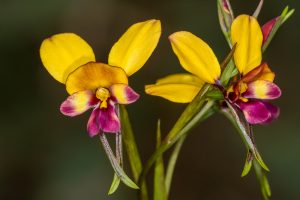 Common Donkey Orchids
