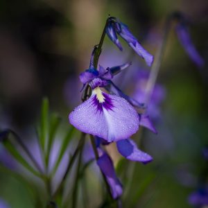 Native Violets