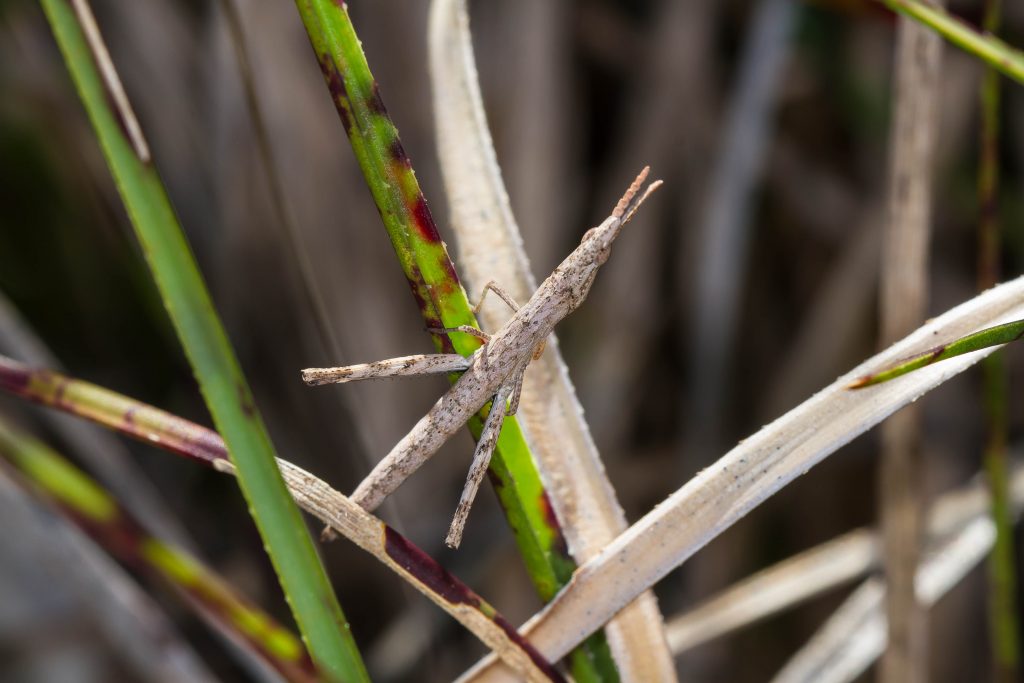 Grasshopper