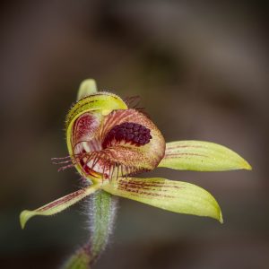 Dancing Spider Orchid