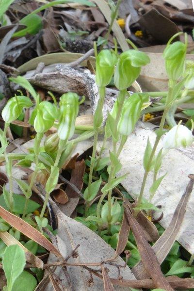 C:\Users\donp\Documents\CRA\Carnaby\Snail orchid colony.jpg