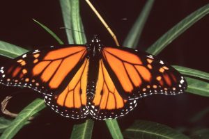 Wanderer Butterfly (Danaus plexippus) E. McCrum
