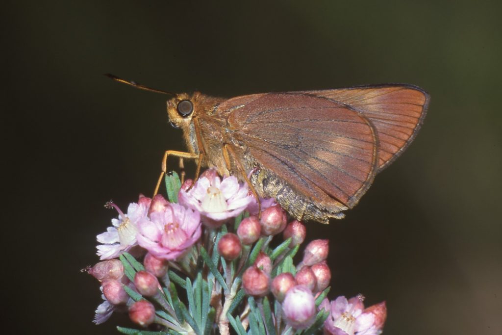 Orange Palm Dart