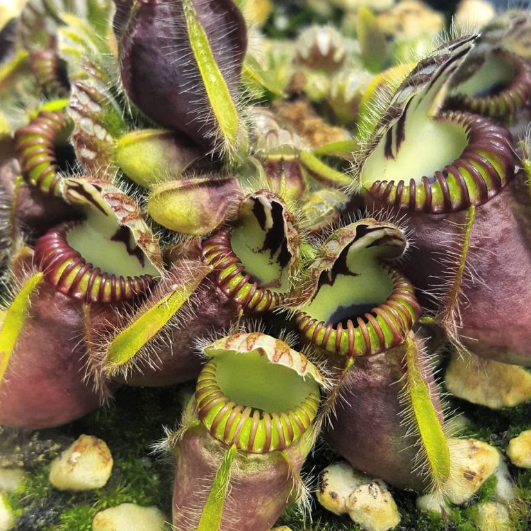 The Fascinating World of Carnivorous Plants—How Hungry Are They? Western Australian