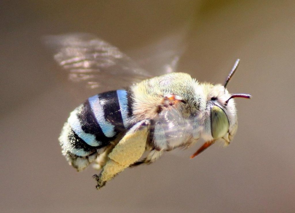 How to Indentify Native Bees An Interactive Workshop with Dr Terry ...