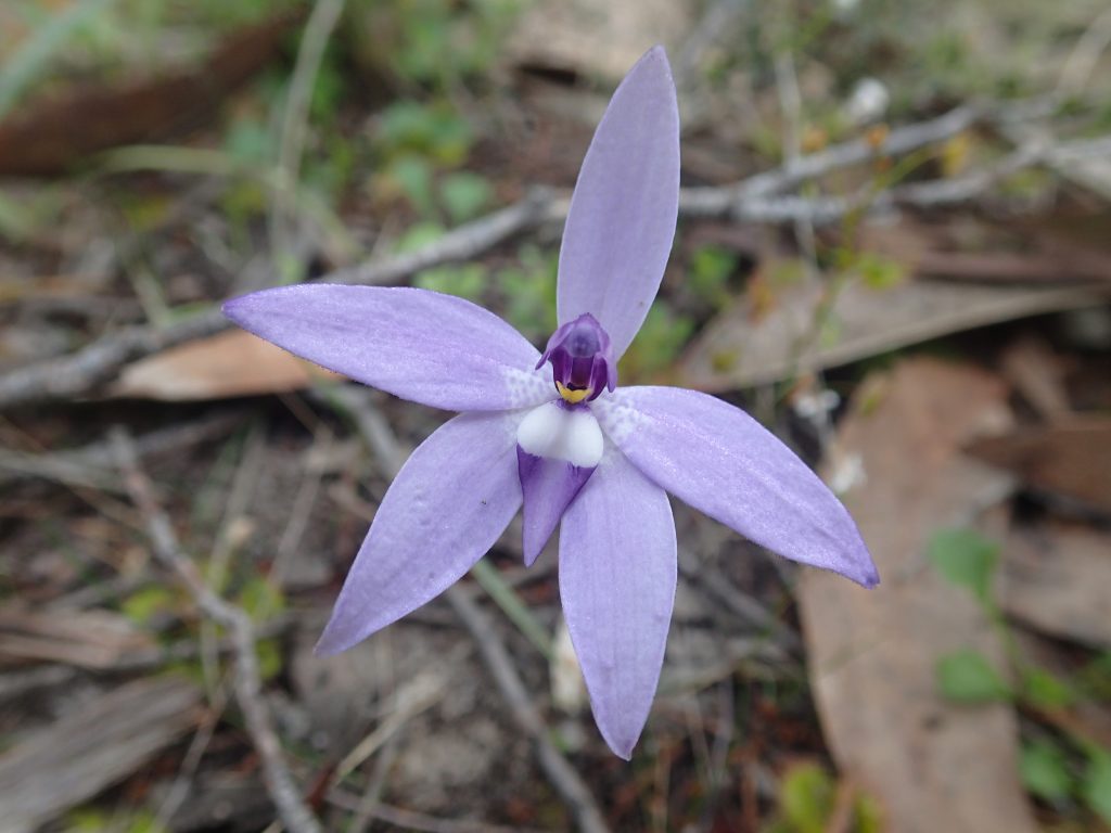 Wax-lip Orchid