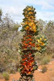 Image result for hakea victoria