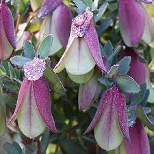 Image result for quaalup bell