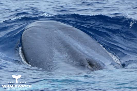 Blue Whales in Australia Whale Watch Western Australia©_3.jpg