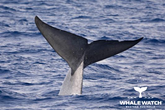 Blue Whales in Australia Whale Watch Western Australia©_1.jpg
