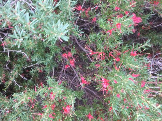 A plant in a garden Description automatically generated