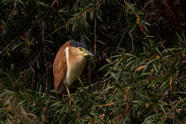 Nankeen Night-Heron