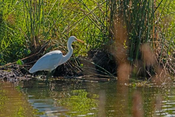 E:\NSB\2019\201905\Spoonbill.jpg