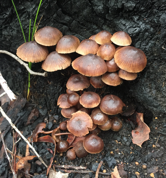 A clump of pixie like parasols - Mycena clarkeana by Sue Gaudoin.png
