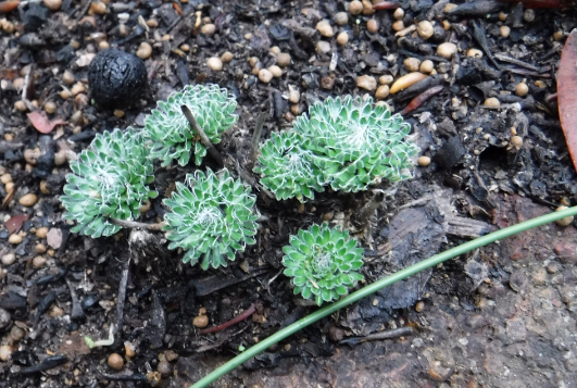 Trigger plants - Stylidium ciliatum, By Gemma Clare.png