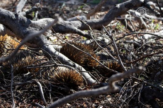 echidna group.jpg