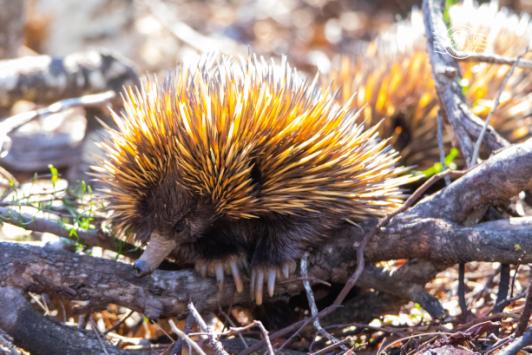 echidna showing claws.jpg