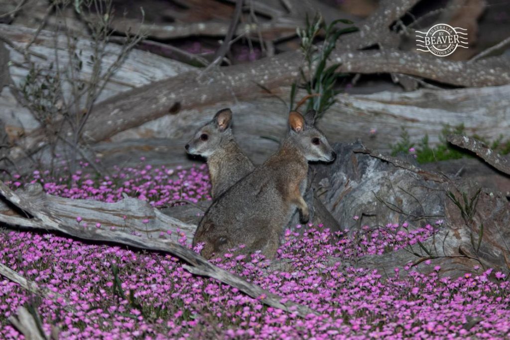 Tammar in flowers.jpg