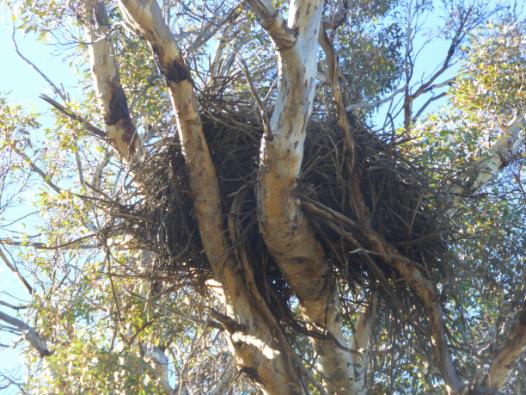 wedgetail nest closeup.JPG