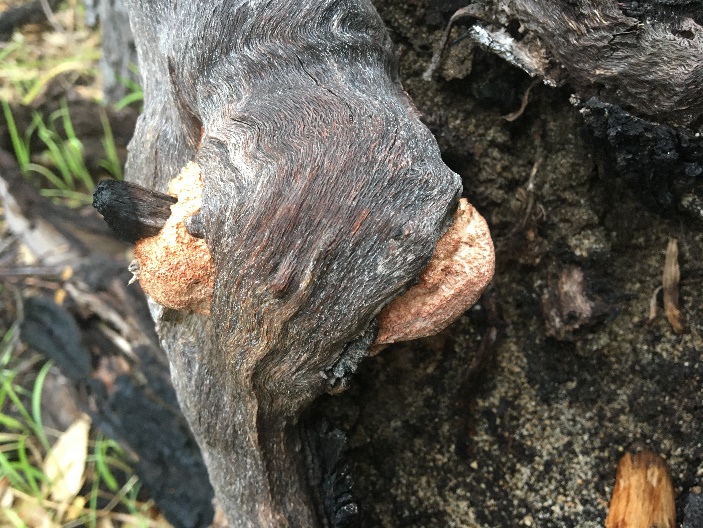 C:\Users\donp\Pictures\2020-09-26 002\IMG_4477.JPG